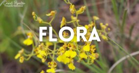 Flora
